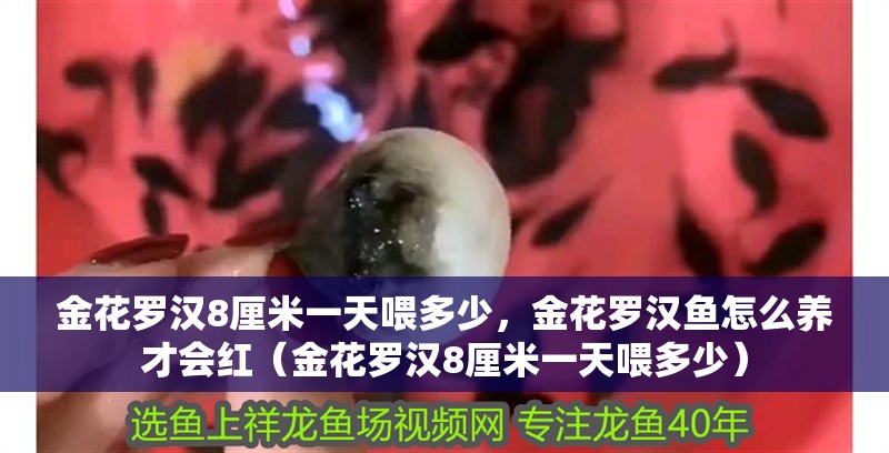 金花羅漢8厘米一天喂多少，金花羅漢魚怎么養(yǎng)才會(huì)紅（金花羅漢8厘米一天喂多少） 金花羅漢8厘米一天喂多少，金花羅漢魚怎么養(yǎng)才會(huì)紅（金花羅漢8厘米一天喂多少） 觀賞魚百科 第4張