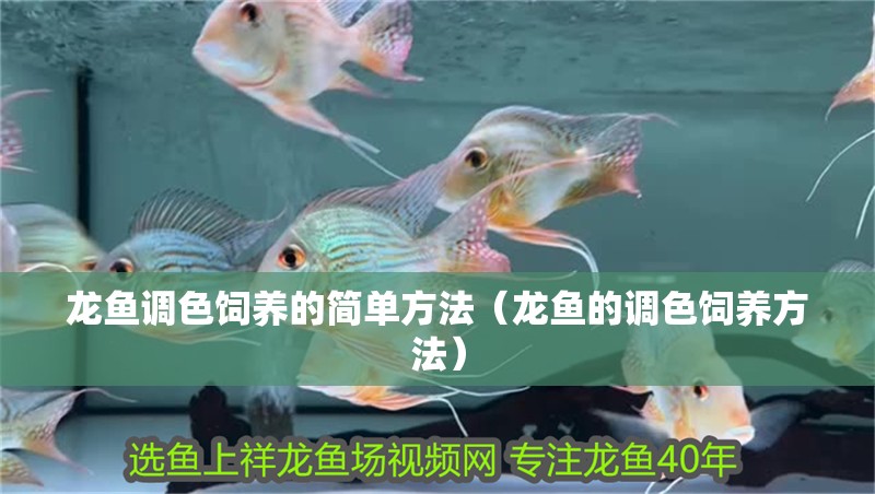 龍魚調(diào)色飼養(yǎng)的簡單方法（龍魚的調(diào)色飼養(yǎng)方法）