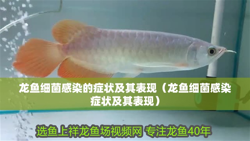 龍魚細菌感染的癥狀及其表現（龍魚細菌感染癥狀及其表現）
