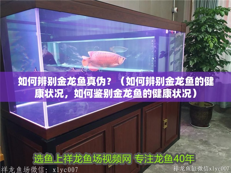 如何辨別金龍魚真偽？（如何辨別金龍魚的健康狀況，如何鑒別金龍魚的健康狀況）