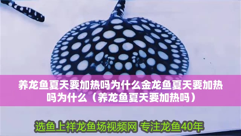 養龍魚夏天要加熱嗎為什么金龍魚夏天要加熱嗎為什么（養龍魚夏天要加熱嗎） 養龍魚夏天要加熱嗎為什么金龍魚夏天要加熱嗎為什么（養龍魚夏天要加熱嗎） 觀賞魚百科