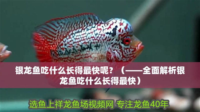 銀龍魚吃什么長得最快呢？（——全面解析銀龍魚吃什么長得最快）