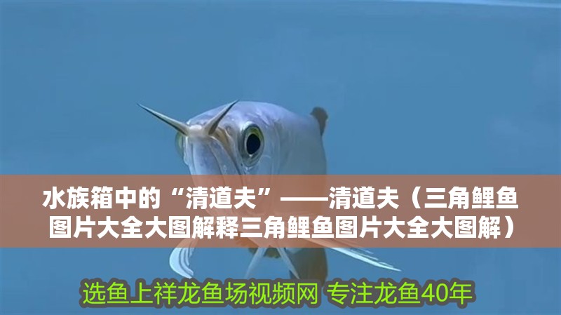 水族箱中的“清道夫”——清道夫（三角鯉魚圖片大全大圖解釋三角鯉魚圖片大全大圖解）