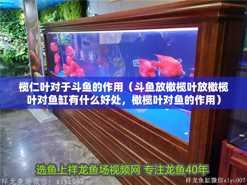 欖仁葉對于斗魚的作用（斗魚放橄欖葉放橄欖葉對魚缸有什么好處，橄欖葉對魚的作用）