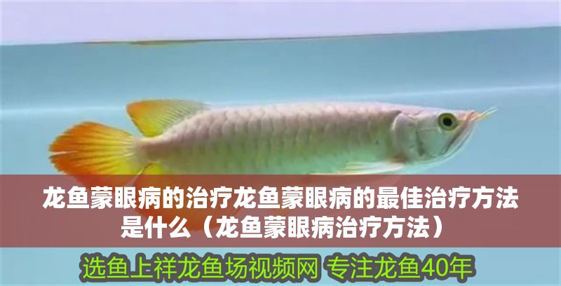 龍魚蒙眼病的治療龍魚蒙眼病的最佳治療方法是什么（龍魚蒙眼病治療方法）