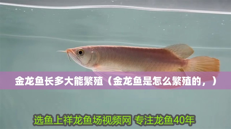 金龍魚長多大能繁殖（金龍魚是怎么繁殖的，）