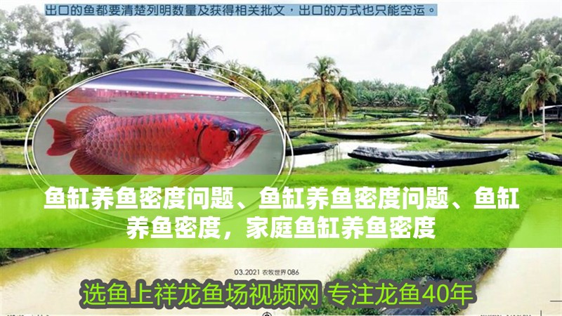 魚缸養魚密度問題、魚缸養魚密度問題、魚缸養魚密度，家庭魚缸養魚密度