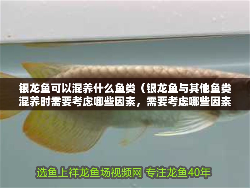 銀龍魚可以混養(yǎng)什么魚類（銀龍魚與其他魚類混養(yǎng)時需要考慮哪些因素，需要考慮哪些因素）