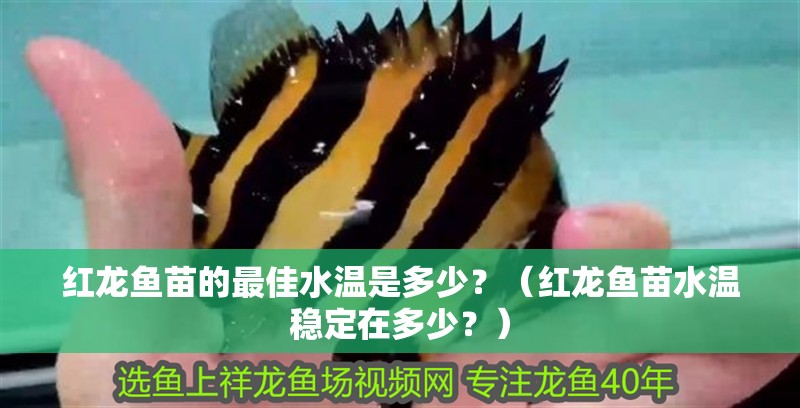 紅龍魚(yú)苗的最佳水溫是多少？（紅龍魚(yú)苗水溫穩(wěn)定在多少？）