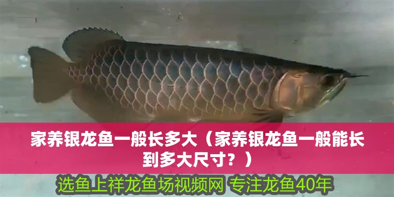 家養(yǎng)銀龍魚一般長多大（家養(yǎng)銀龍魚一般能長到多大尺寸？）