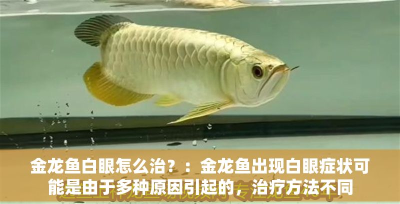 金龍魚白眼怎么治？：金龍魚出現(xiàn)白眼癥狀可能是由于多種原因引起的，治療方法不同