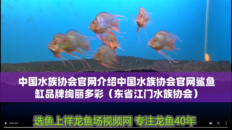 中國(guó)水族協(xié)會(huì)官網(wǎng)介紹中國(guó)水族協(xié)會(huì)官網(wǎng)鯊魚(yú)缸品牌絢麗多彩（東省江門(mén)水族協(xié)會(huì)）