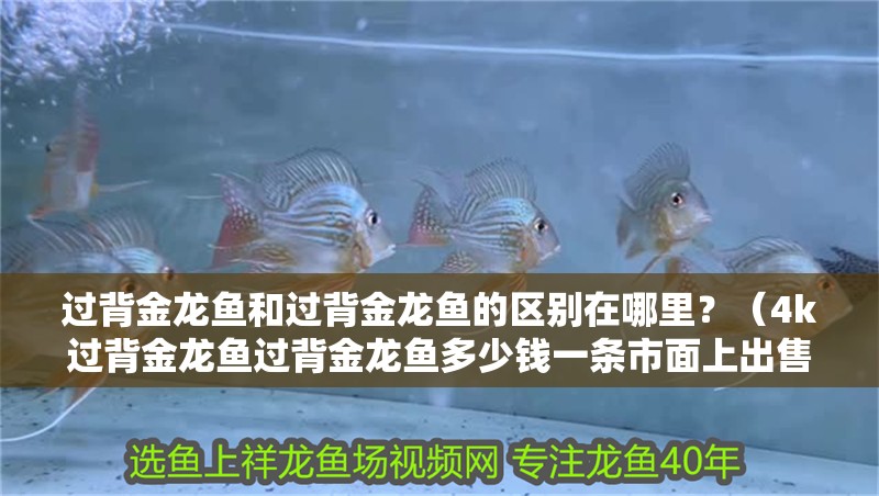過(guò)背金龍魚和過(guò)背金龍魚的區(qū)別在哪里？（4k過(guò)背金龍魚過(guò)背金龍魚多少錢一條市面上出售的紅金龍魚）