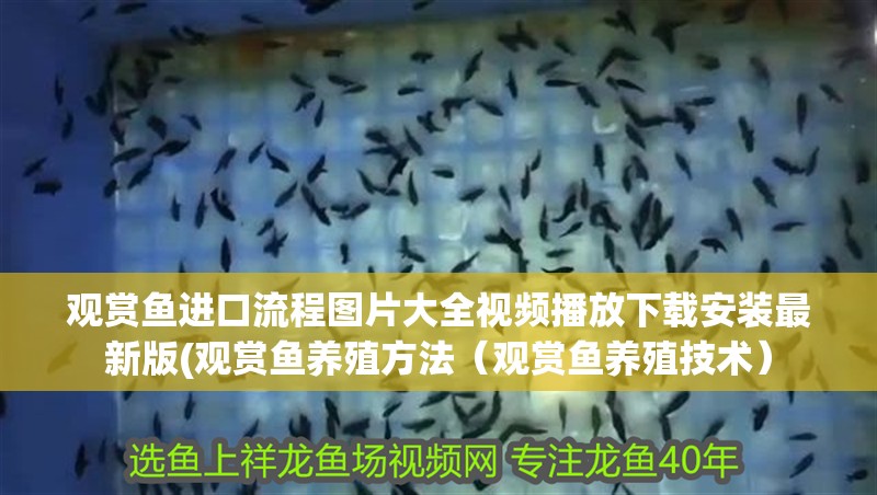 觀賞魚進口流程圖片大全視頻播放下載安裝最新版(觀賞魚養殖方法（觀賞魚養殖技術）