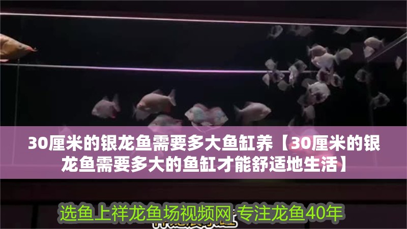 30厘米的銀龍魚(yú)需要多大魚(yú)缸養(yǎng)【30厘米的銀龍魚(yú)需要多大的魚(yú)缸才能舒適地生活】 30厘米的銀龍魚(yú)需要多大魚(yú)缸養(yǎng)【30厘米的銀龍魚(yú)需要多大的魚(yú)缸才能舒適地生活】 觀賞魚(yú)百科