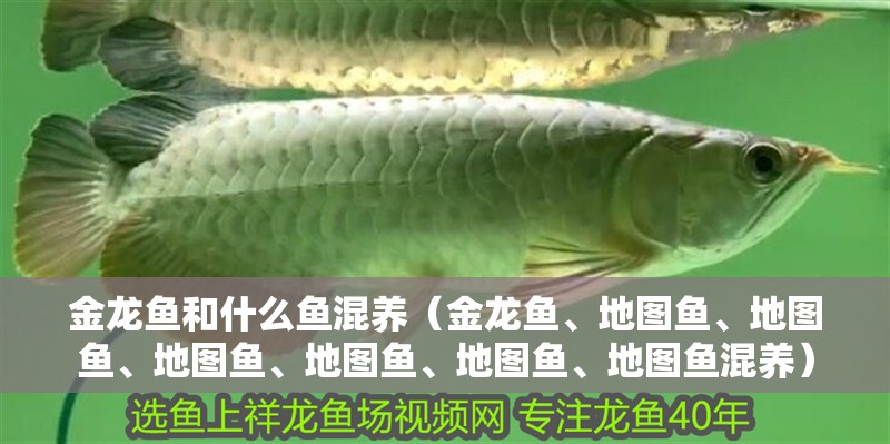 金龍魚和什么魚混養（金龍魚、地圖魚、地圖魚、地圖魚、地圖魚、地圖魚、地圖魚混養）