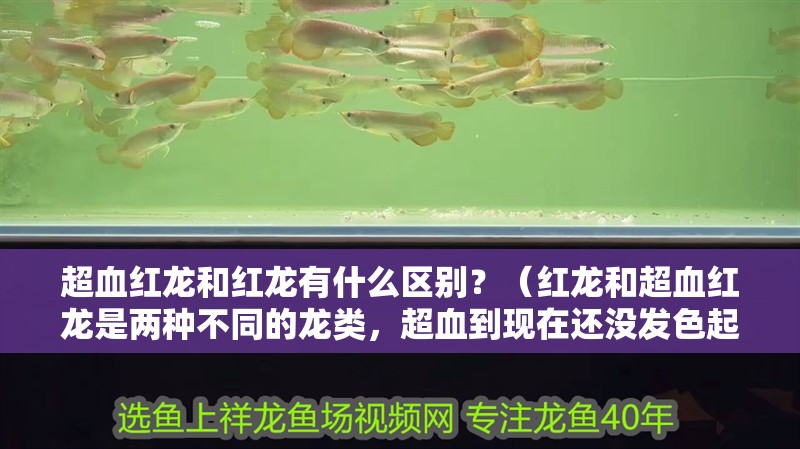 超血紅龍和紅龍有什么區(qū)別？（紅龍和超血紅龍是兩種不同的龍類，超血到現(xiàn)在還沒發(fā)色起來）
