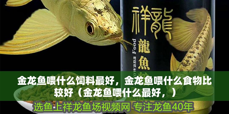 金龍魚喂什么飼料最好，金龍魚喂什么食物比較好（金龍魚喂什么最好，） 金龍魚喂什么飼料最好，金龍魚喂什么食物比較好（金龍魚喂什么最好，） 觀賞魚百科