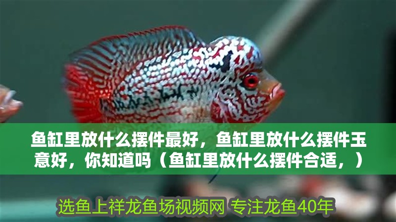 魚缸里放什么擺件最好，魚缸里放什么擺件玉意好，你知道嗎（魚缸里放什么擺件合適，）