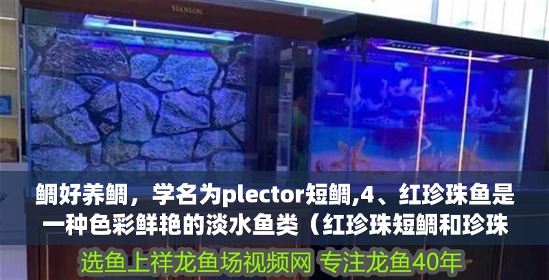 鯛好養鯛，學名為plector短鯛,4、紅珍珠魚是一種色彩鮮艷的淡水魚類（紅珍珠短鯛和珍珠鯛魚圖片的介紹到此就結束了）