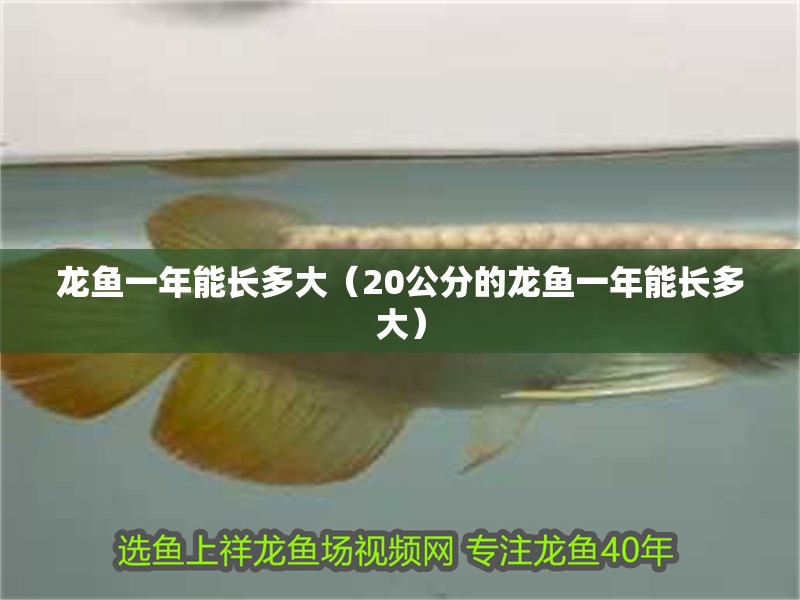 龍魚一年能長多大（20公分的龍魚一年能長多大）