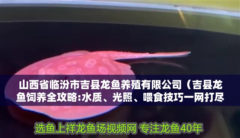 山西省臨汾市吉縣龍魚養(yǎng)殖有限公司（吉縣龍魚飼養(yǎng)全攻略:水質(zhì)、光照、喂食技巧一網(wǎng)打盡）