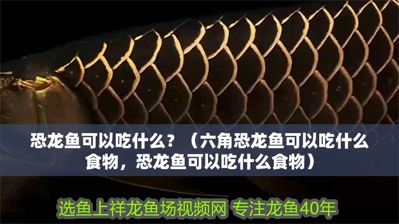 恐龍魚可以吃什么？（六角恐龍魚可以吃什么食物，恐龍魚可以吃什么食物）