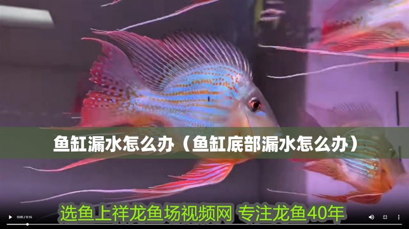魚缸漏水怎么辦（魚缸底部漏水怎么辦）