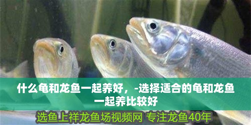 什么龜和龍魚一起養好，-選擇適合的龜和龍魚一起養比較好