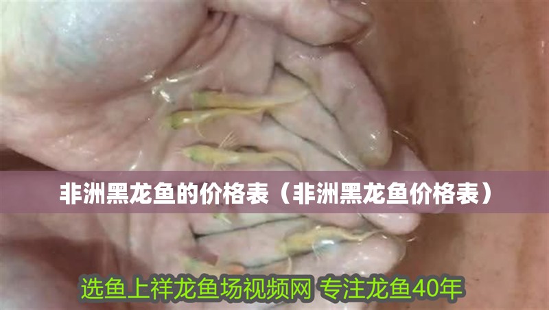 非洲黑龍魚的價(jià)格表（非洲黑龍魚價(jià)格表）