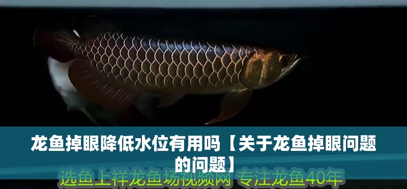 龍魚掉眼降低水位有用嗎【關(guān)于龍魚掉眼問(wèn)題的問(wèn)題】