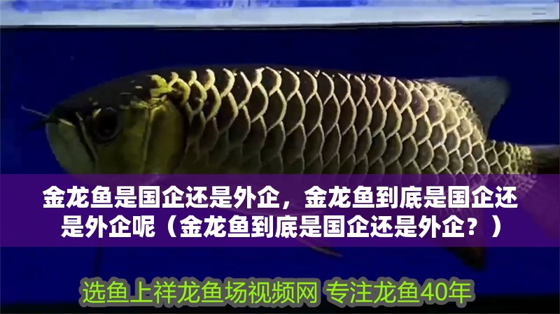 金龍魚是國企還是外企，金龍魚到底是國企還是外企呢（金龍魚到底是國企還是外企？）
