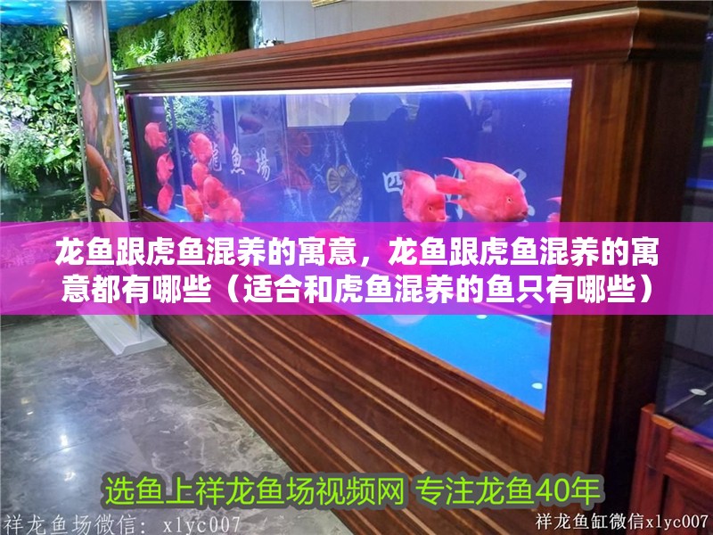 龍魚跟虎魚混養的寓意，龍魚跟虎魚混養的寓意都有哪些（適合和虎魚混養的魚只有哪些）