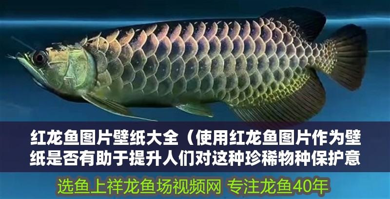 紅龍魚圖片壁紙大全（使用紅龍魚圖片作為壁紙是否有助于提升人們對這種珍稀物種保護意識？）