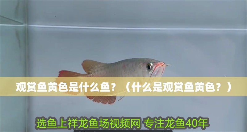 觀賞魚黃色是什么魚？（什么是觀賞魚黃色？）