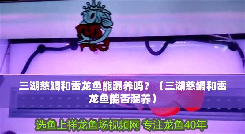 三湖慈鯛和雷龍魚能混養嗎？（三湖慈鯛和雷龍魚能否混養） 三湖慈鯛和雷龍魚能混養嗎？（三湖慈鯛和雷龍魚能否混養） 觀賞魚百科 第2張