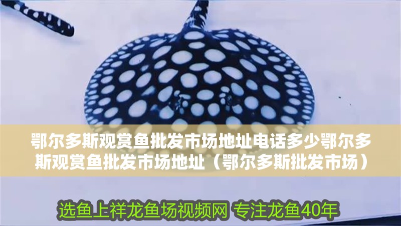 鄂爾多斯觀賞魚批發市場地址電話多少鄂爾多斯觀賞魚批發市場地址（鄂爾多斯批發市場）