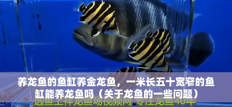 養龍魚的魚缸養金龍魚，一米長五十寬窄的魚缸能養龍魚嗎（關于龍魚的一些問題）