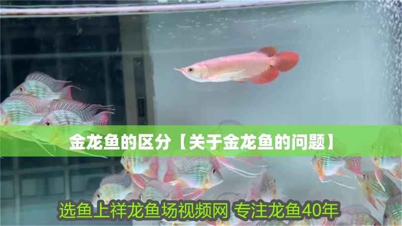 金龍魚的區分【關于金龍魚的問題】