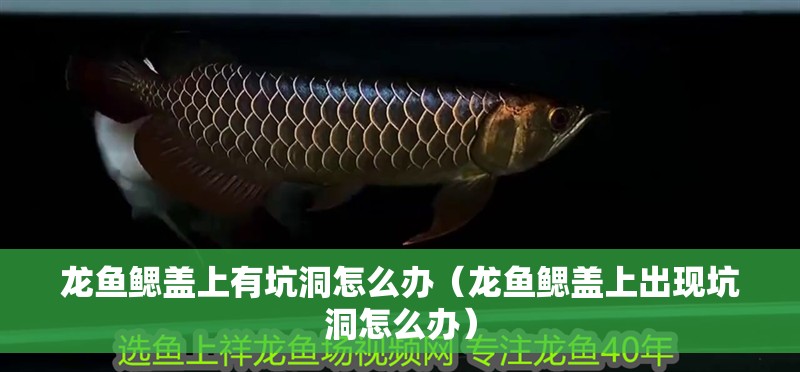 龍魚鰓蓋上有坑洞怎么辦（龍魚鰓蓋上出現坑洞怎么辦）
