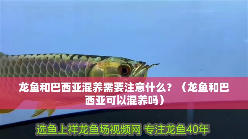 龍魚和巴西亞混養需要注意什么？（龍魚和巴西亞可以混養嗎）