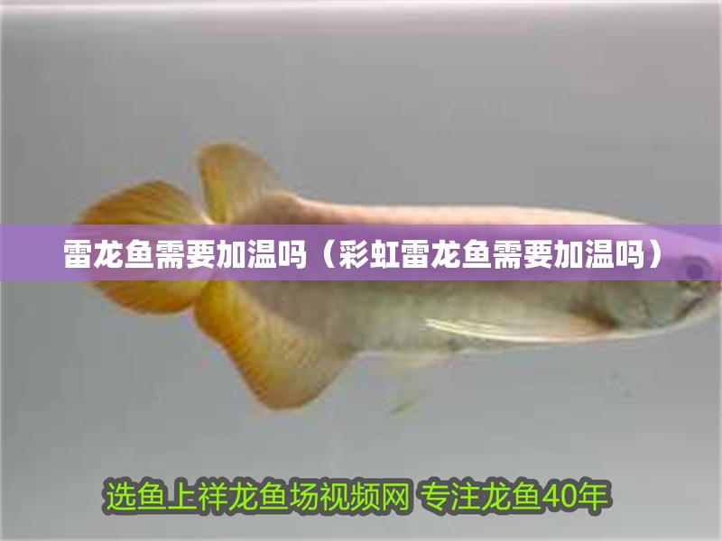 雷龍魚需要加溫嗎（彩虹雷龍魚需要加溫嗎）