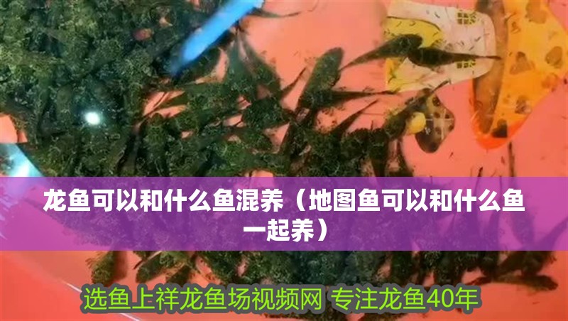 龍魚可以和什么魚混養（地圖魚可以和什么魚一起養）