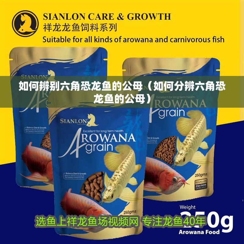 如何辨別六角恐龍魚的公母（如何分辨六角恐龍魚的公母）