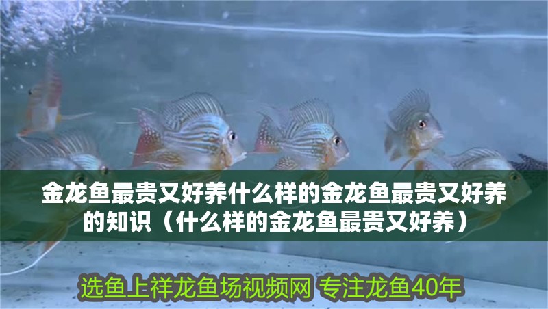 金龍魚最貴又好養什么樣的金龍魚最貴又好養的知識（什么樣的金龍魚最貴又好養）