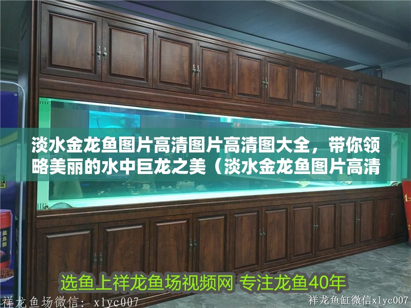 淡水金龍魚圖片高清圖片高清圖大全，帶你領略美麗的水中巨龍之美（淡水金龍魚圖片高清圖大全）