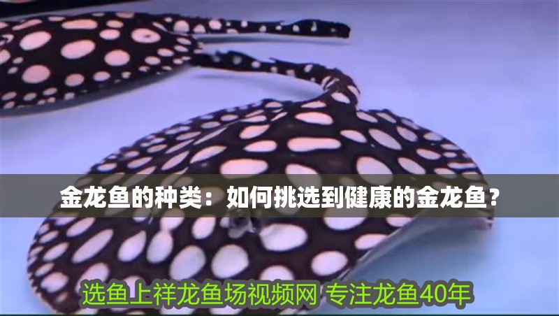 金龍魚(yú)的種類(lèi)：如何挑選到健康的金龍魚(yú)？