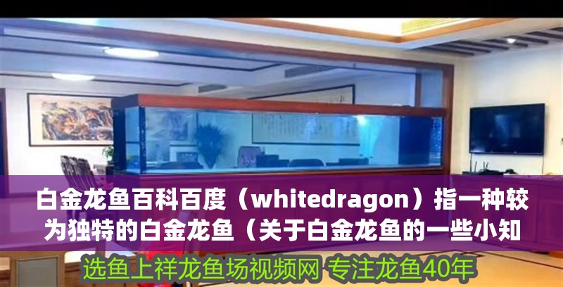 白金龍魚百科百度（whitedragon）指一種較為獨特的白金龍魚（關于白金龍魚的一些小知識）