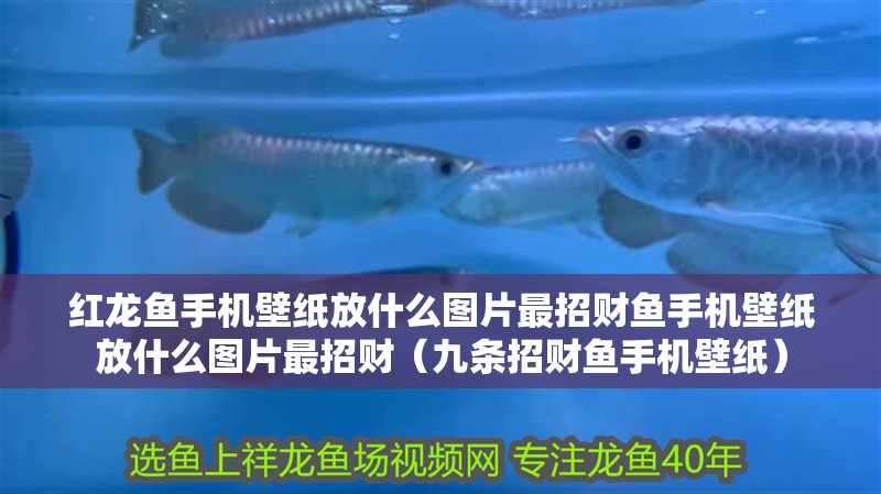 紅龍魚手機(jī)壁紙放什么圖片最招財(cái)魚手機(jī)壁紙放什么圖片最招財(cái)（九條招財(cái)魚手機(jī)壁紙）