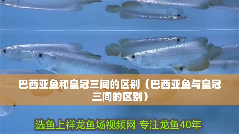 巴西亞魚和皇冠三間的區(qū)別（巴西亞魚與皇冠三間的區(qū)別）